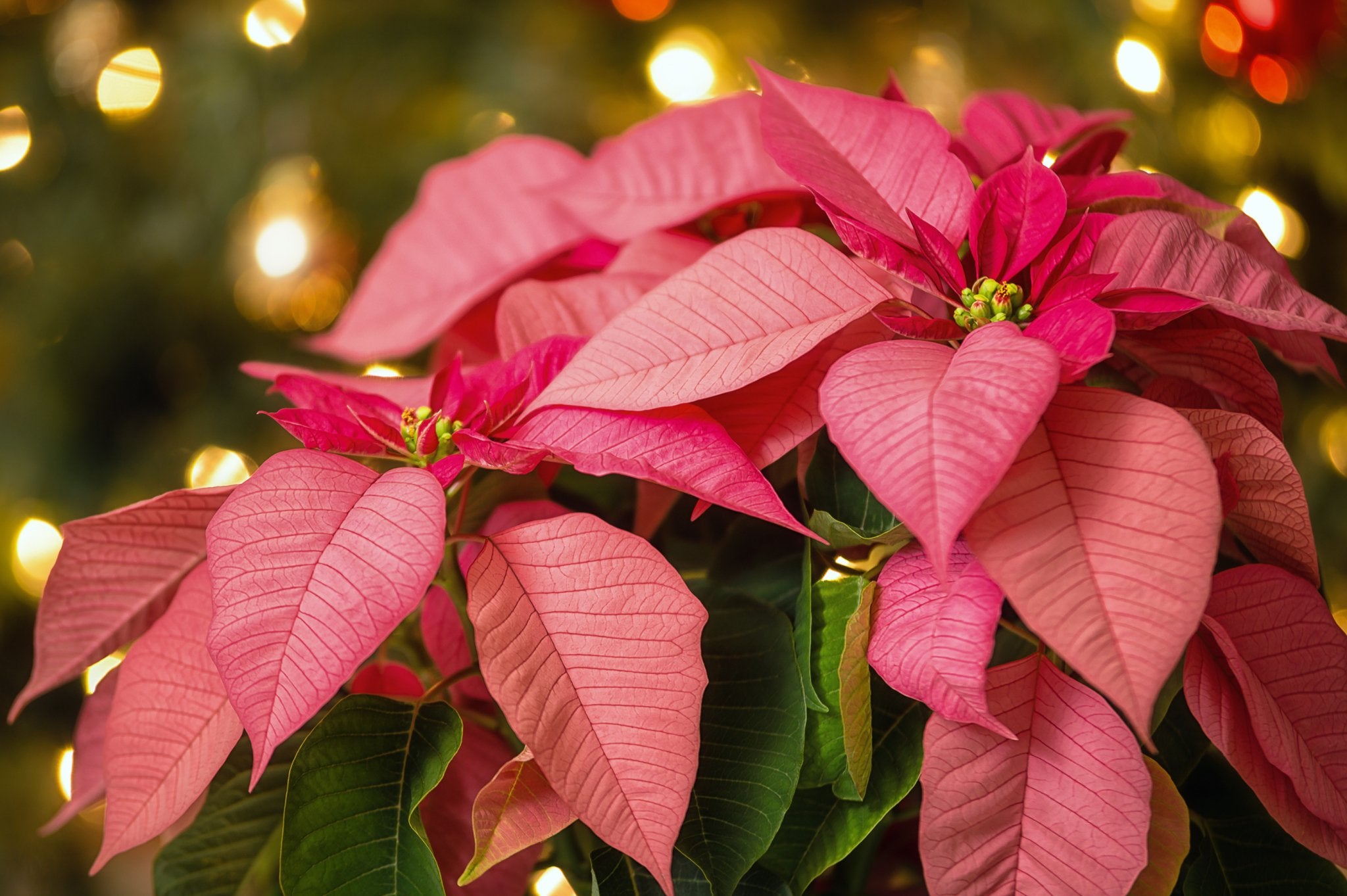 Los Colores de la Flor de Pascua - Persa Flores