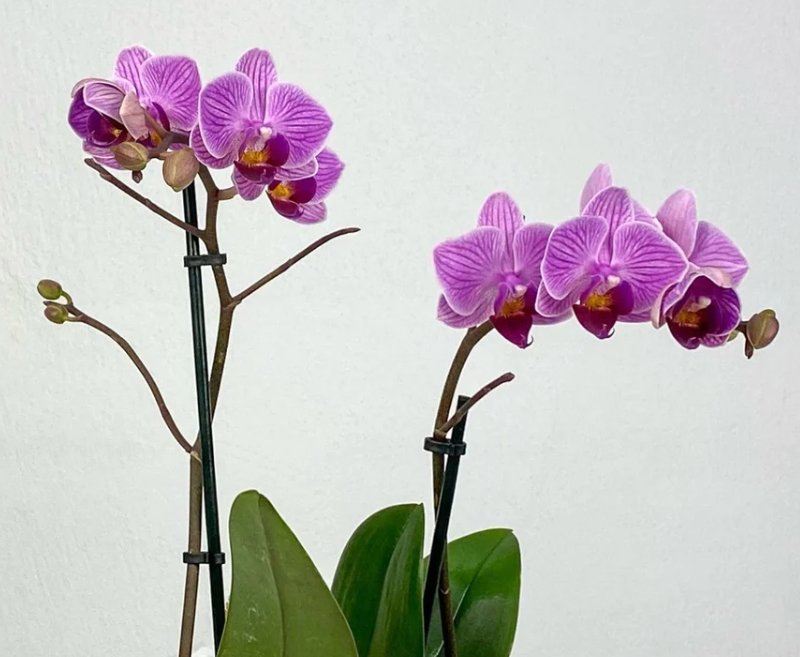 Guía para cuidar de tu Orquídea en casa