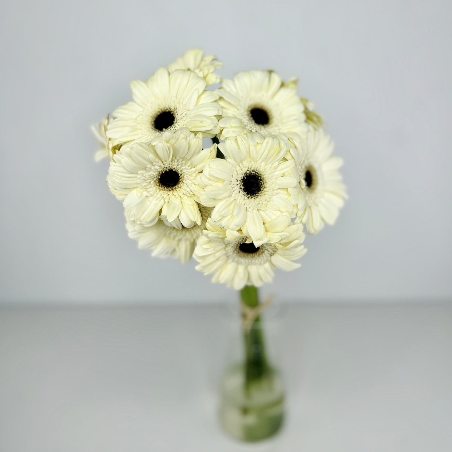 Gerbera Blanca - Persa Flores