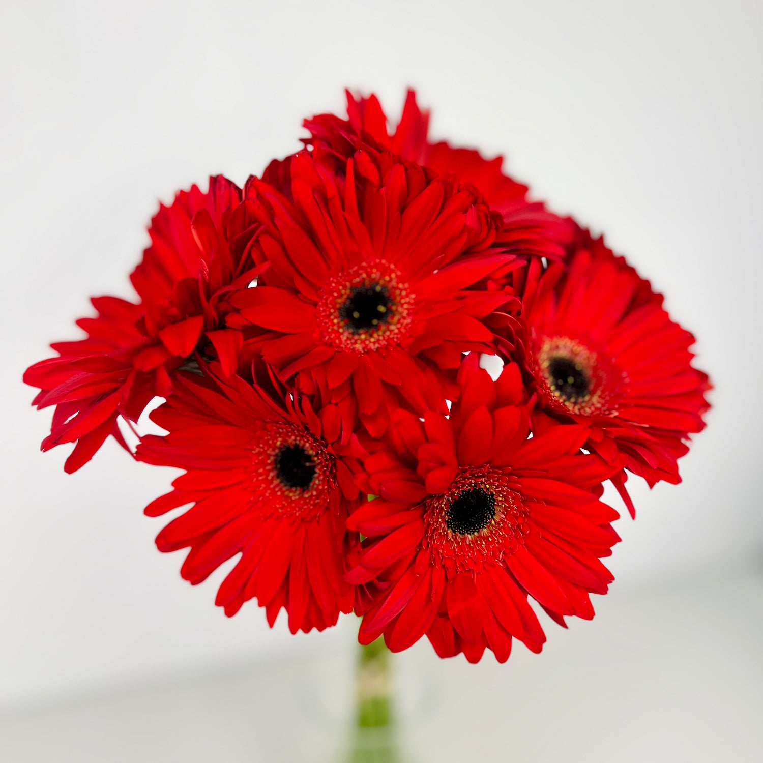 Gerberas Sueltas