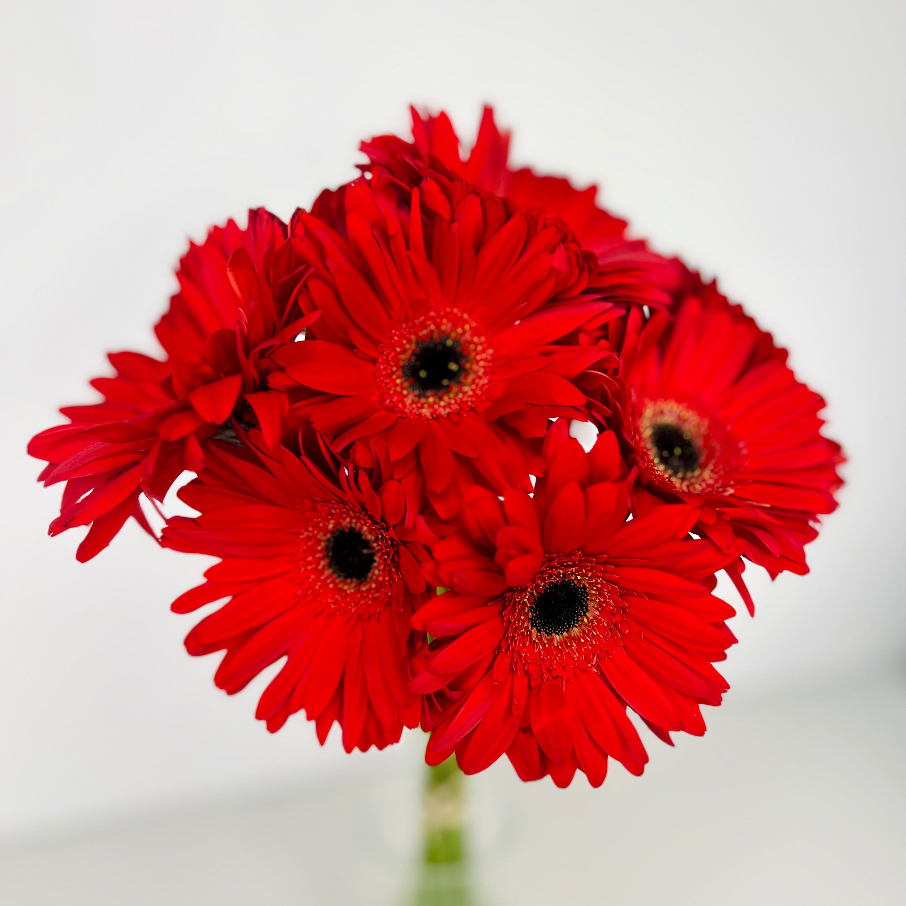 Loose Gerberas