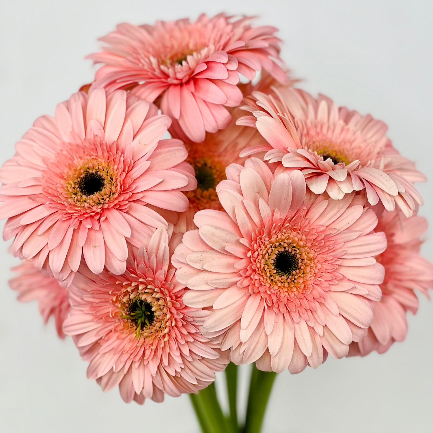 Gerbera Rosa - Persa Flores