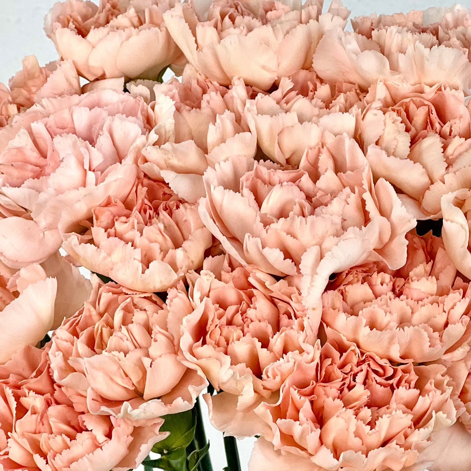 clavel rosa