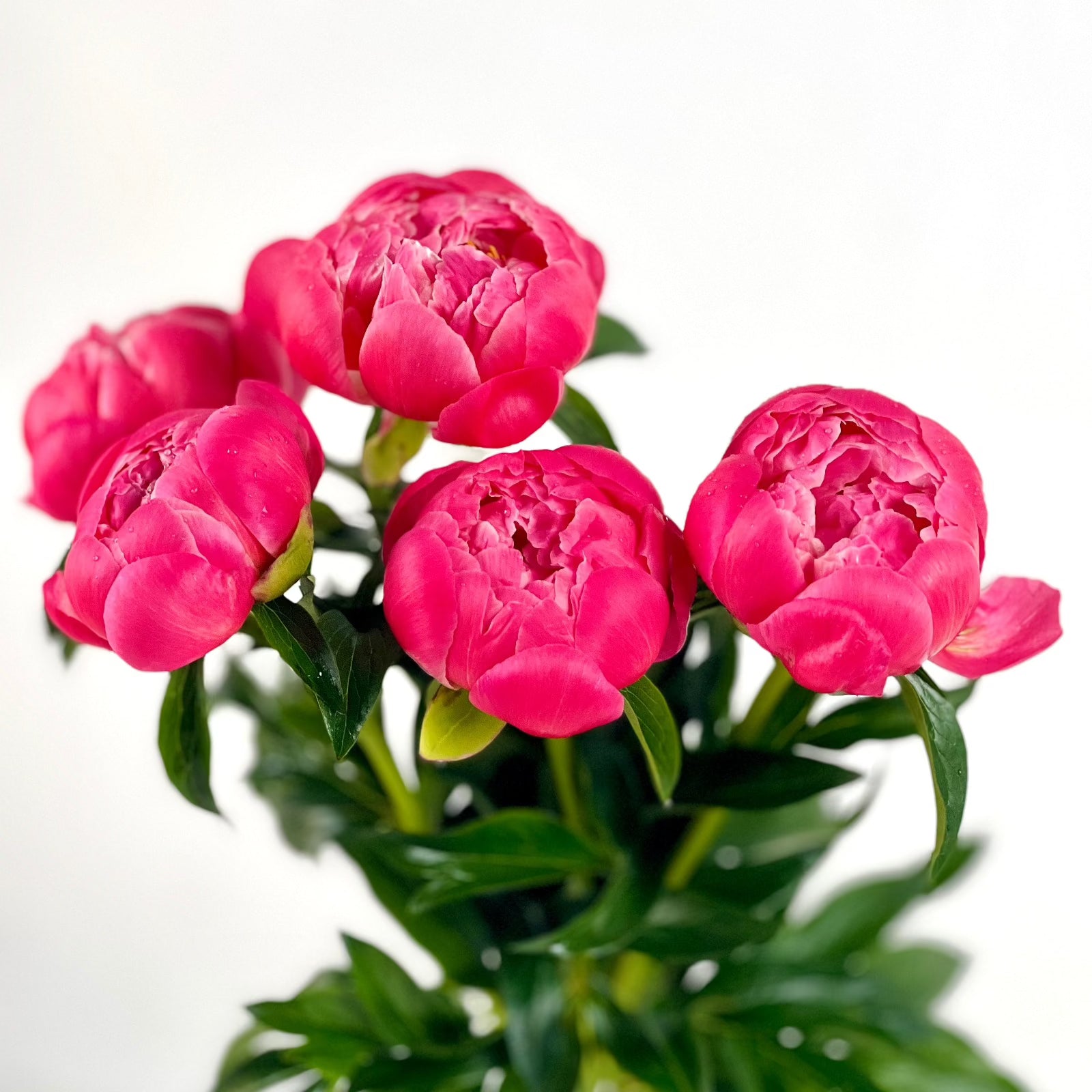 peonias