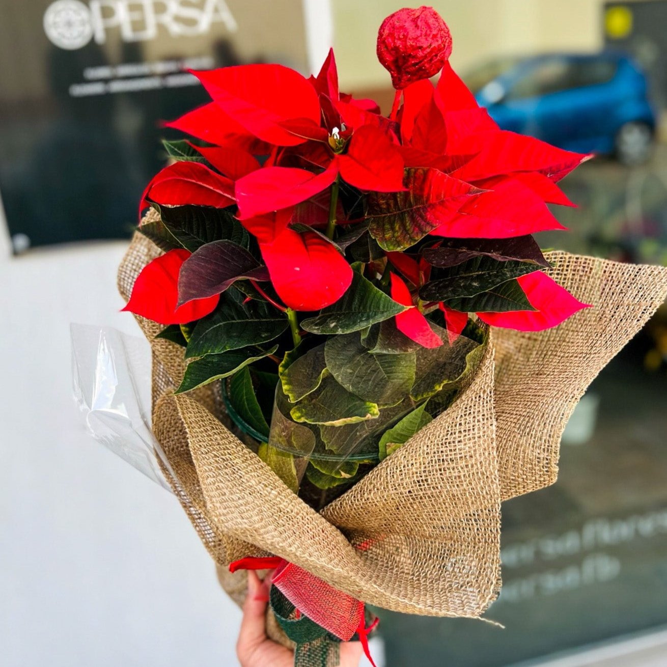 Flor de Pascua | Poinsettia - Persa Flores