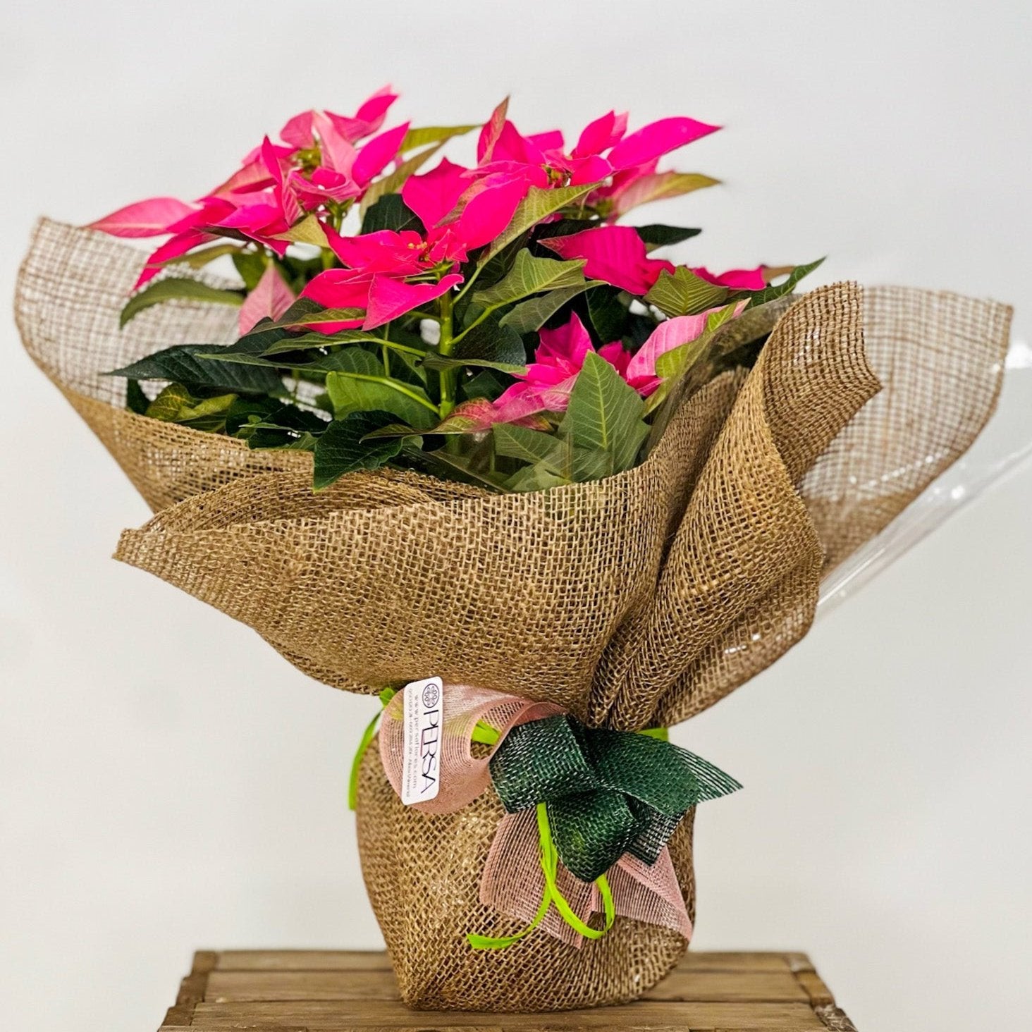 Flor de Pascua | Poinsettia - Persa Flores