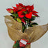 Flor de Pascua | Poinsettia - Persa Flores