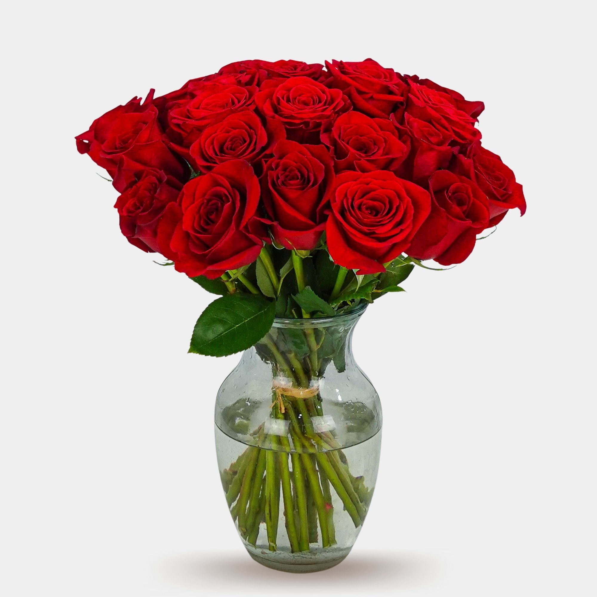 Rosas Rojas Premium  Rosas y Chocolates - Tienda de Flores – Persa Flores