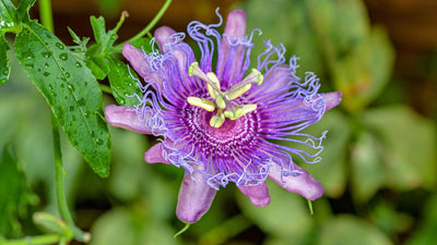 What is the origin of passionflower? Discover its history and how to incorporate it into floral arrangements.