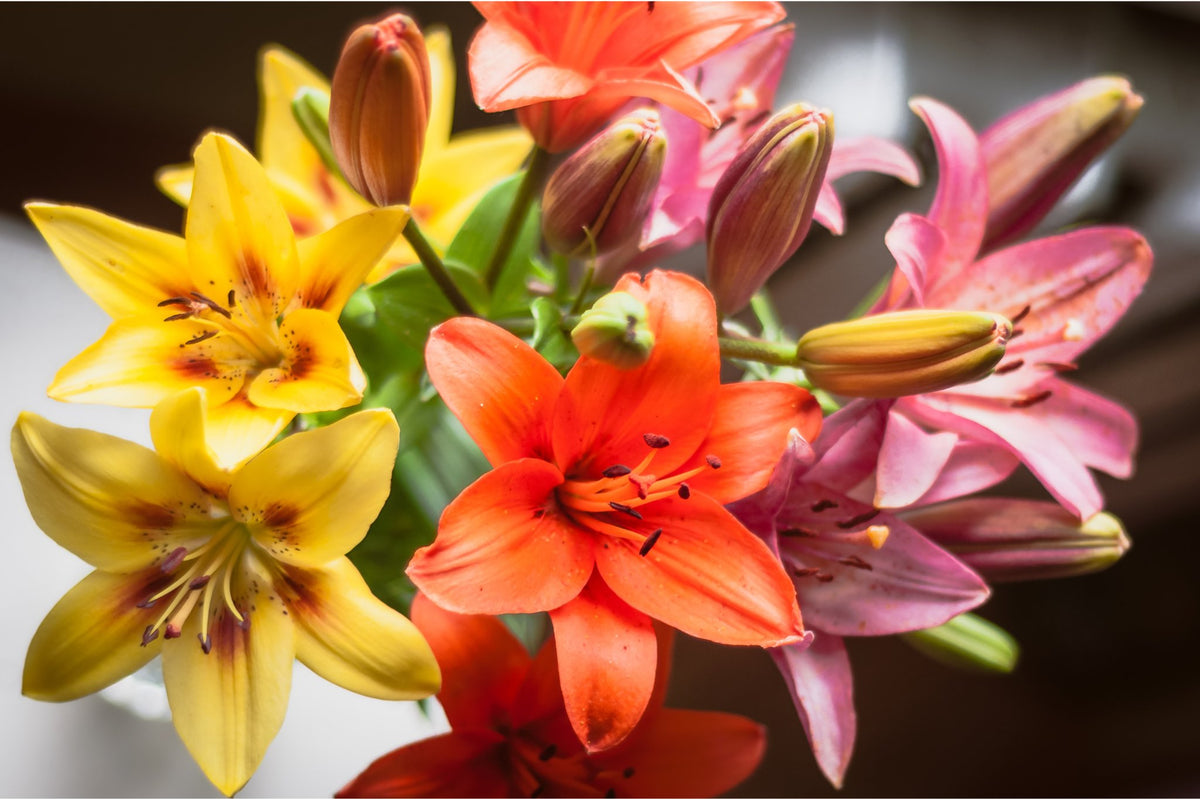 Azucenas, belleza natural. – Persa Flores