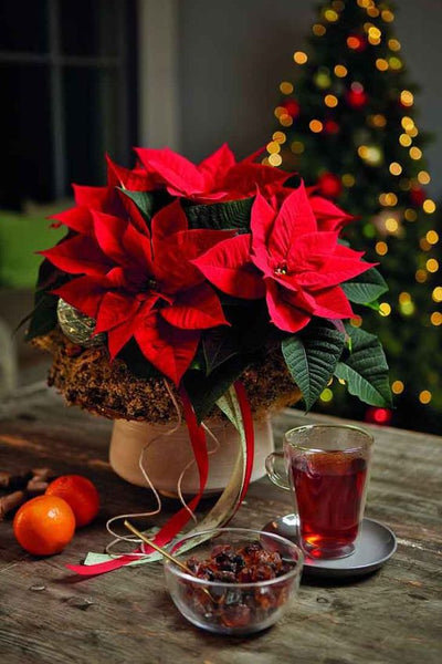 Essential tips for caring for the Poinsettia 