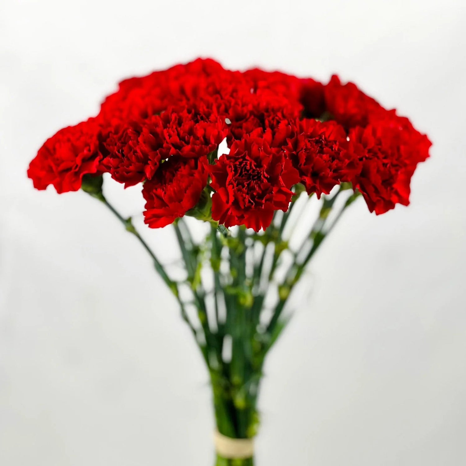 Ramo de claveles rojos hermosos y abundantes