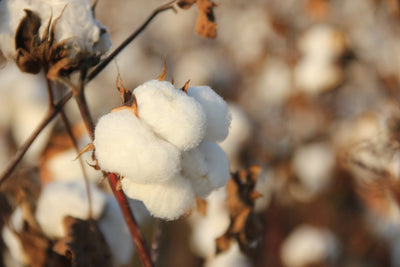 Flor de Algodón: Cuáles son los usos y cuidados