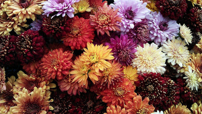 Fall Flowers: A Celebration of Seasonal Beauty