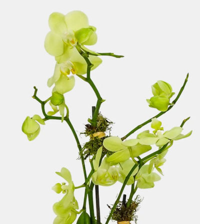 Ultimate Guide: How to Buy the Best Orchids Online