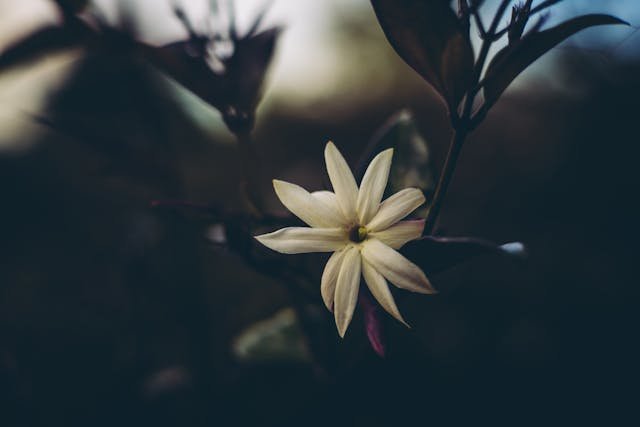 La dama de noche: cómo cuidar de esta flor - Persa Flores