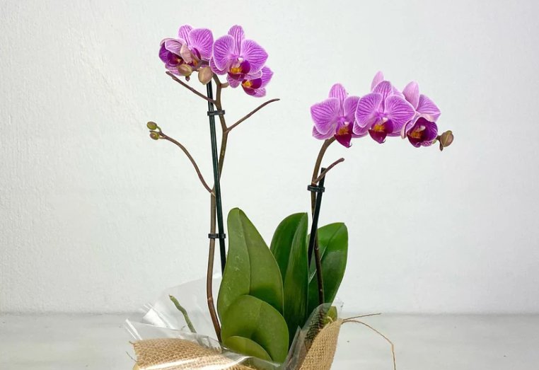 Las más bellas plantas de interior con flor para regalar - Persa Flores