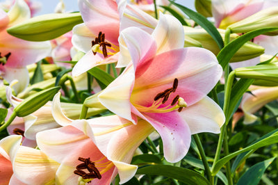 Asiatic Lily vs Oriental Lily. 