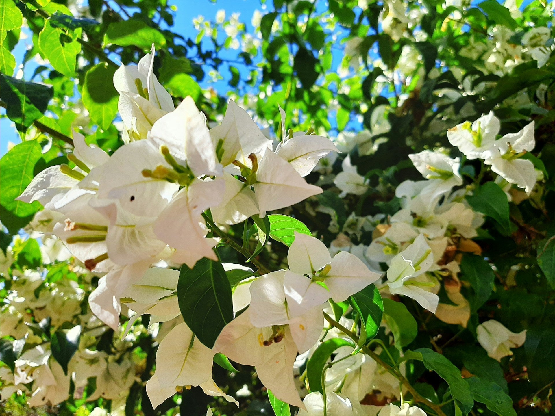 Los narcisos: Belleza, Simbolismo y Curiosidades - Persa Flores