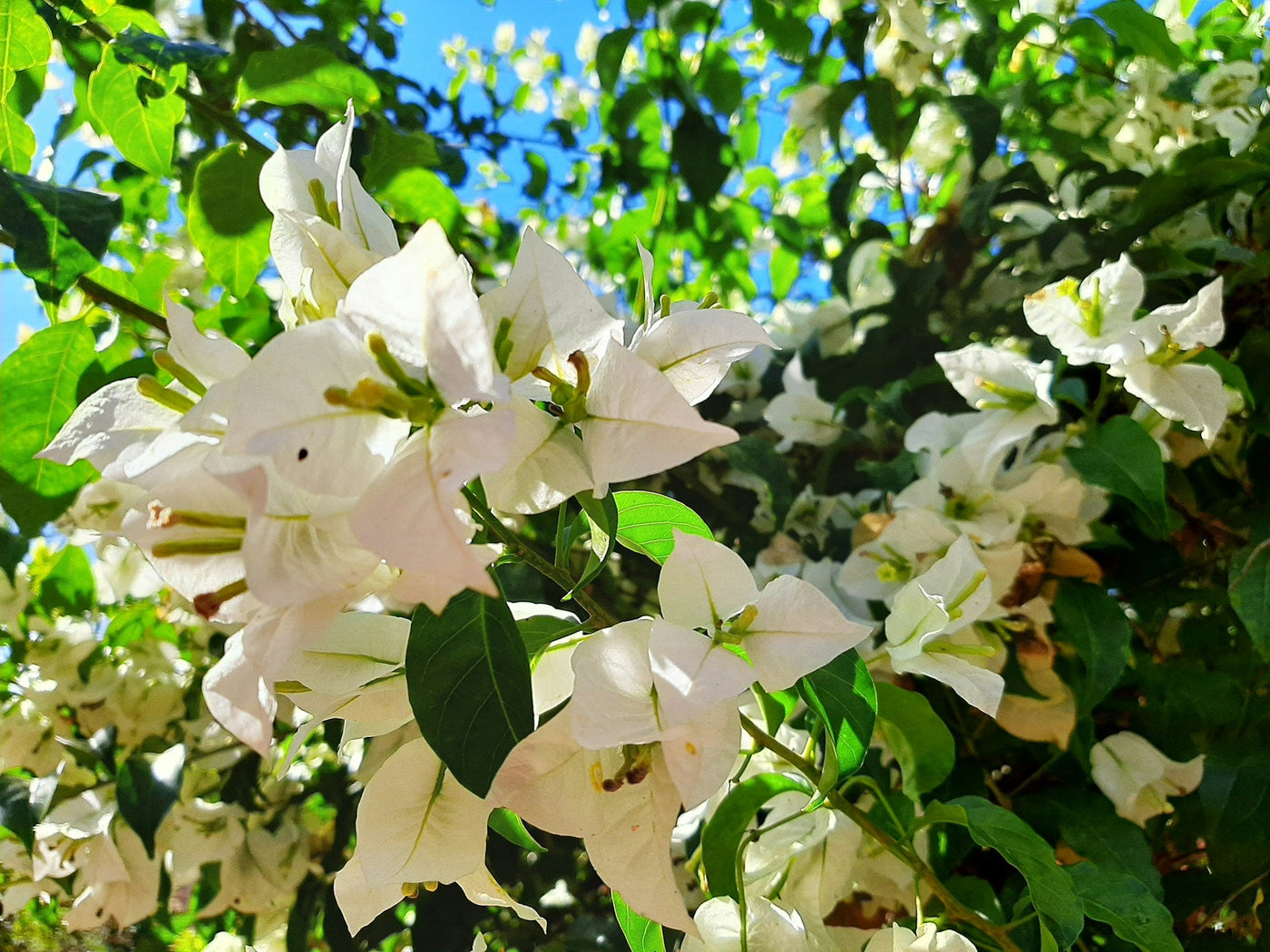 Narciso Flor: Belleza, Simbolismo y Curiosidades - Persa Flores