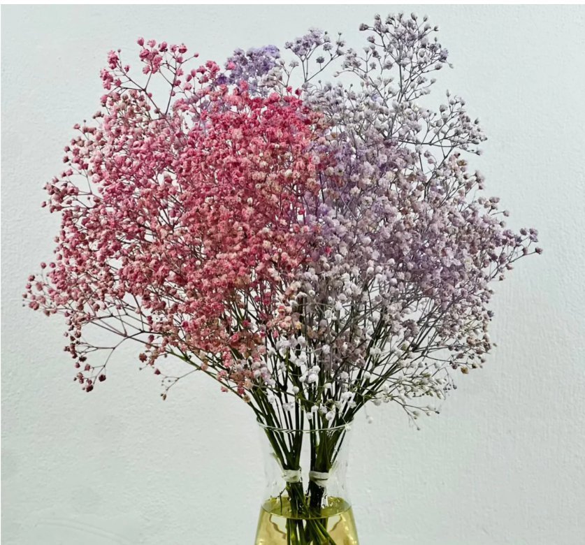 Paniculata para boda: por qué es una hermosa opción - Persa Flores