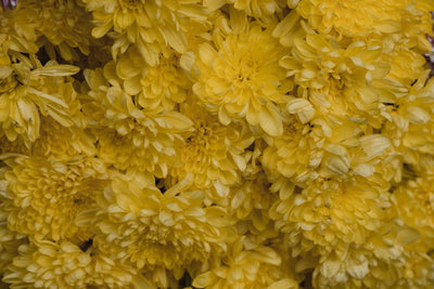Why give chrysanthemums