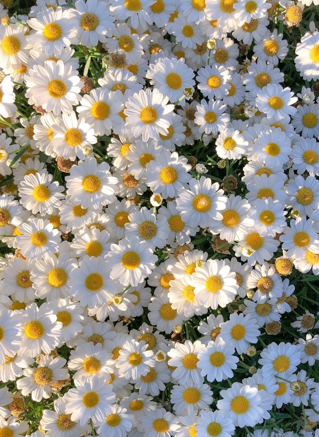 Ramo de novia con margaritas: Elegancia y simplicidad para tu gran día - Persa Flores