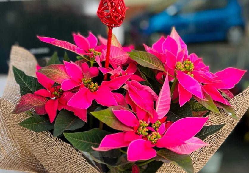 Regalar Flores en Navidad: Tu Mejor Opción - Persa Flores