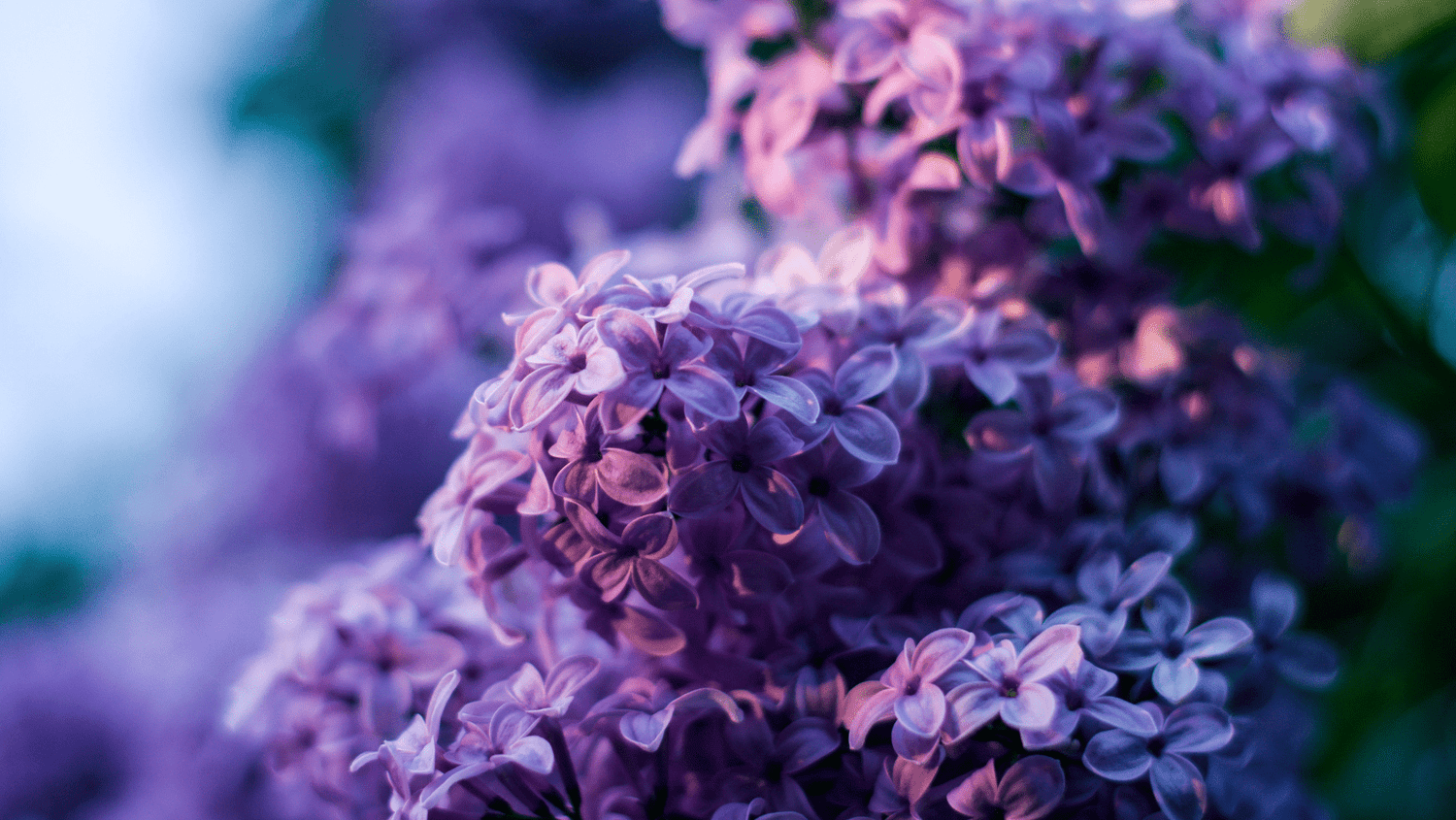 Rosas Moradas Significado: Un Regalo lleno de Encanto y Misterio - Persa Flores