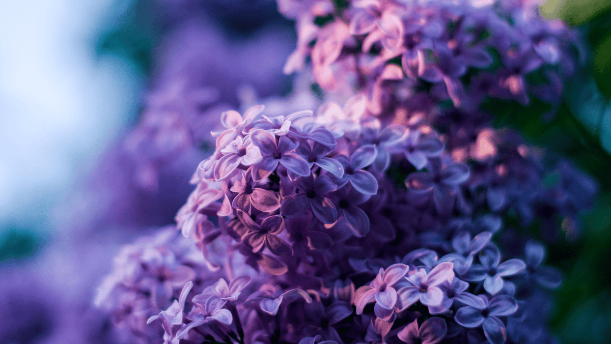 Rosas Moradas: Significado y Cuándo Regalarlas