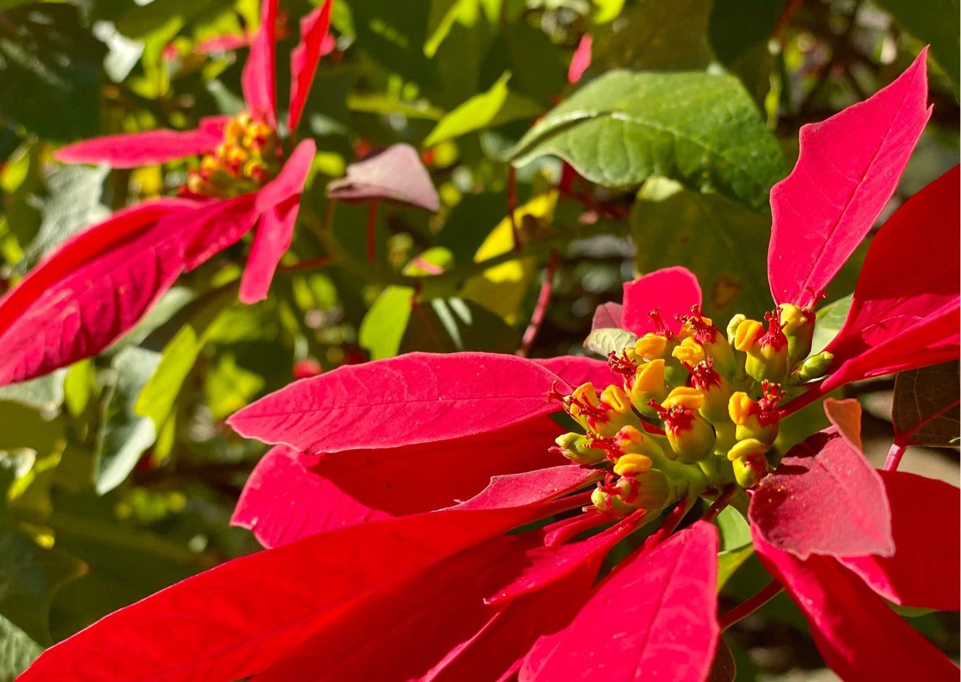 Top 10 Flores para Regalar en Navidad - Encuentra el Regalo Perfecto - Persa Flores