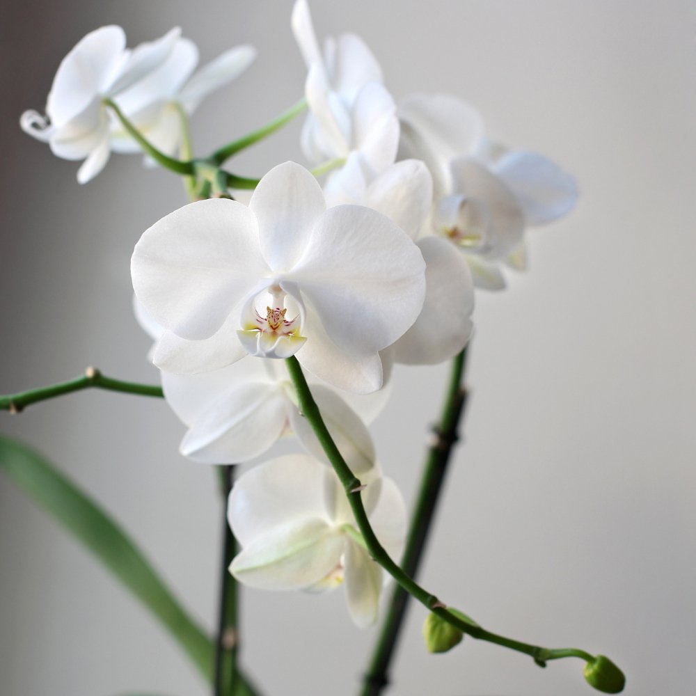 Orquídeas Exóticas y Elegantes - Persa Flores