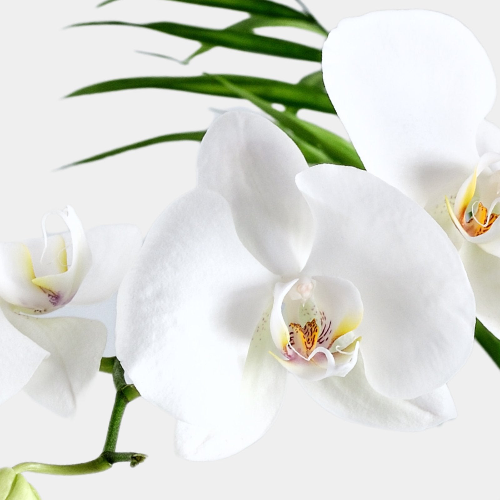Orquidea blanca, Flor de orquidea