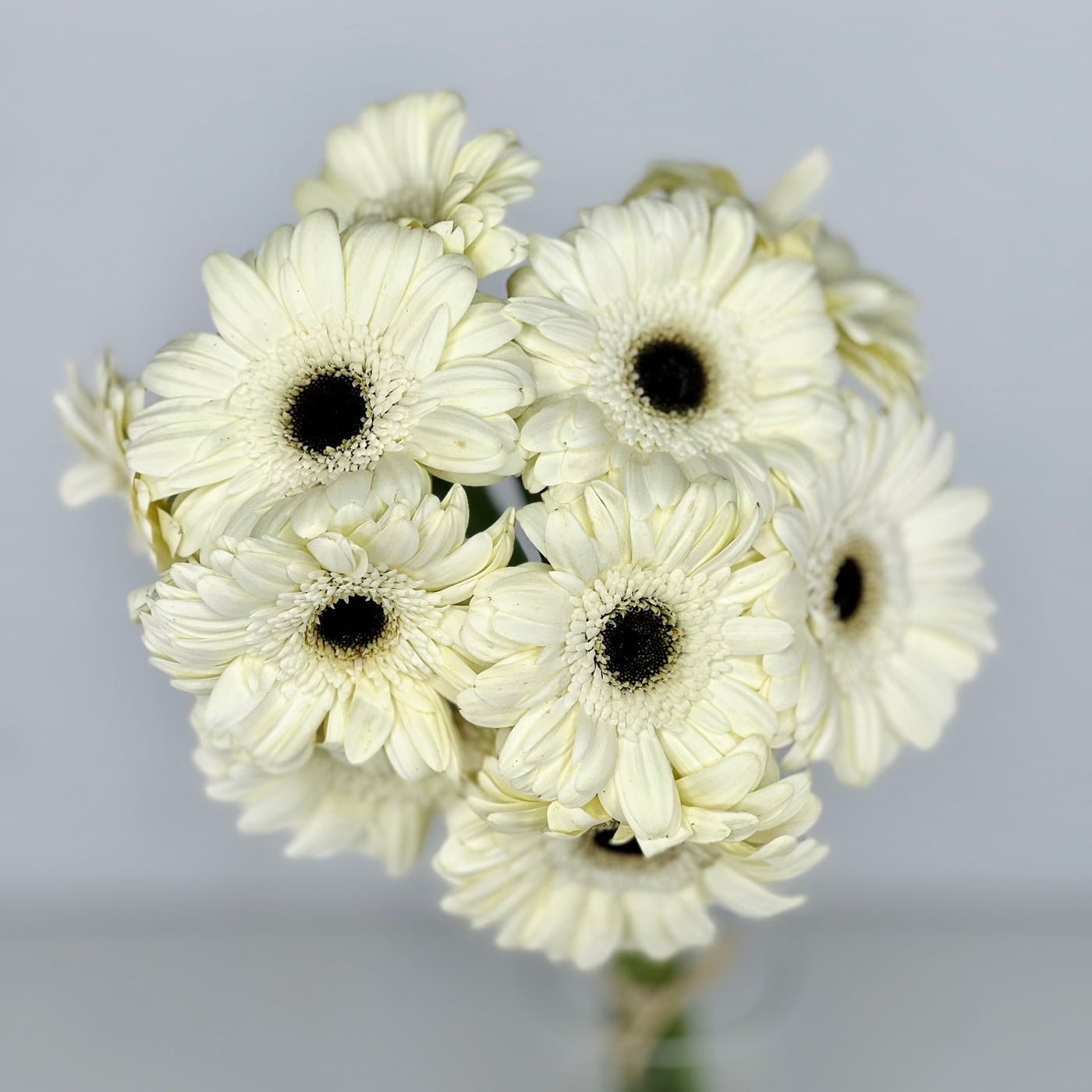 Gerbera Blanca - Persa Flores