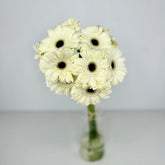 Gerbera Blanca - Persa Flores