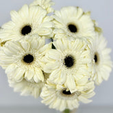 Gerbera Blanca - Persa Flores
