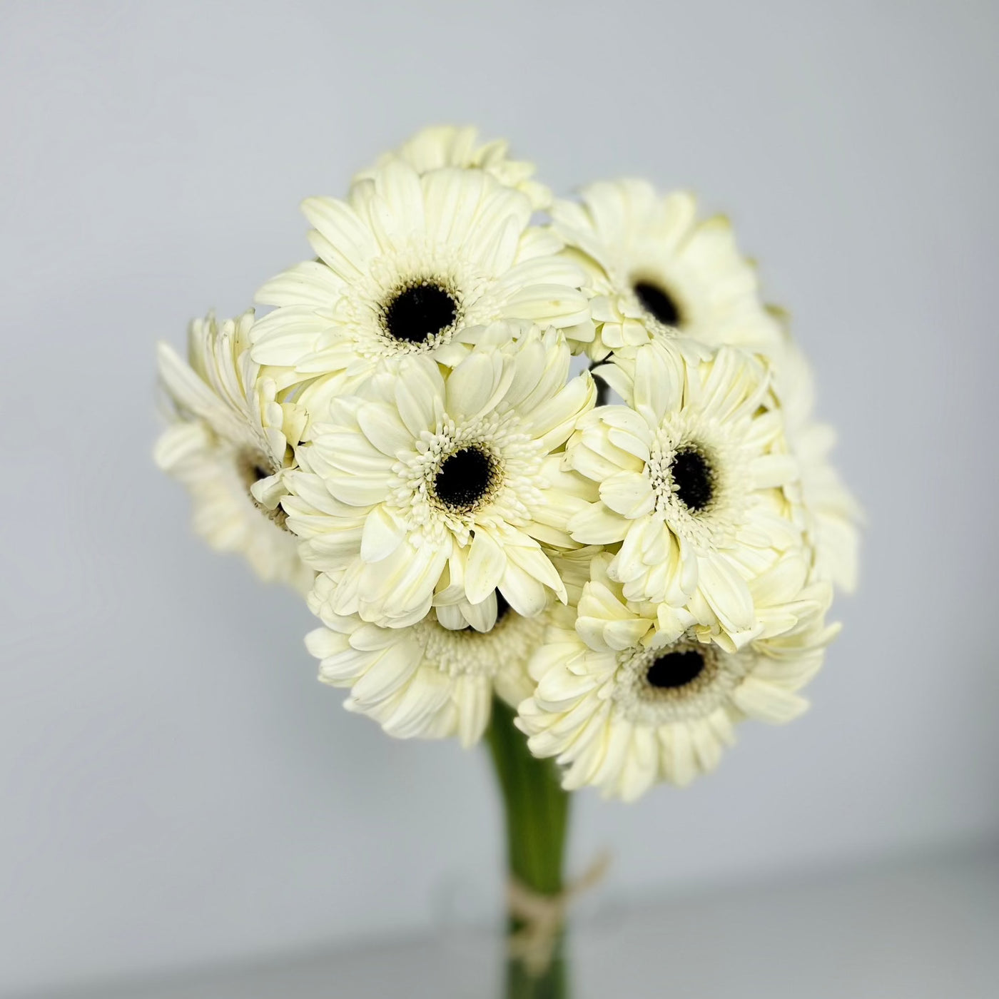 Gerbera blanca - Persa Flores