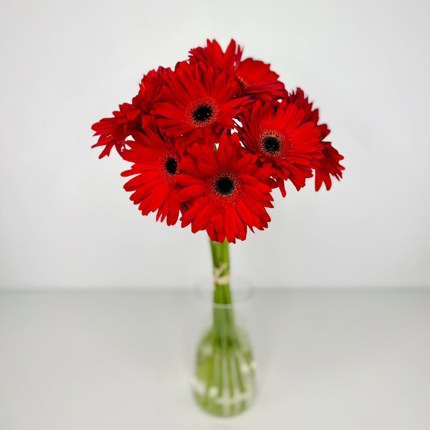 Gerbera Roja - Persa Flores