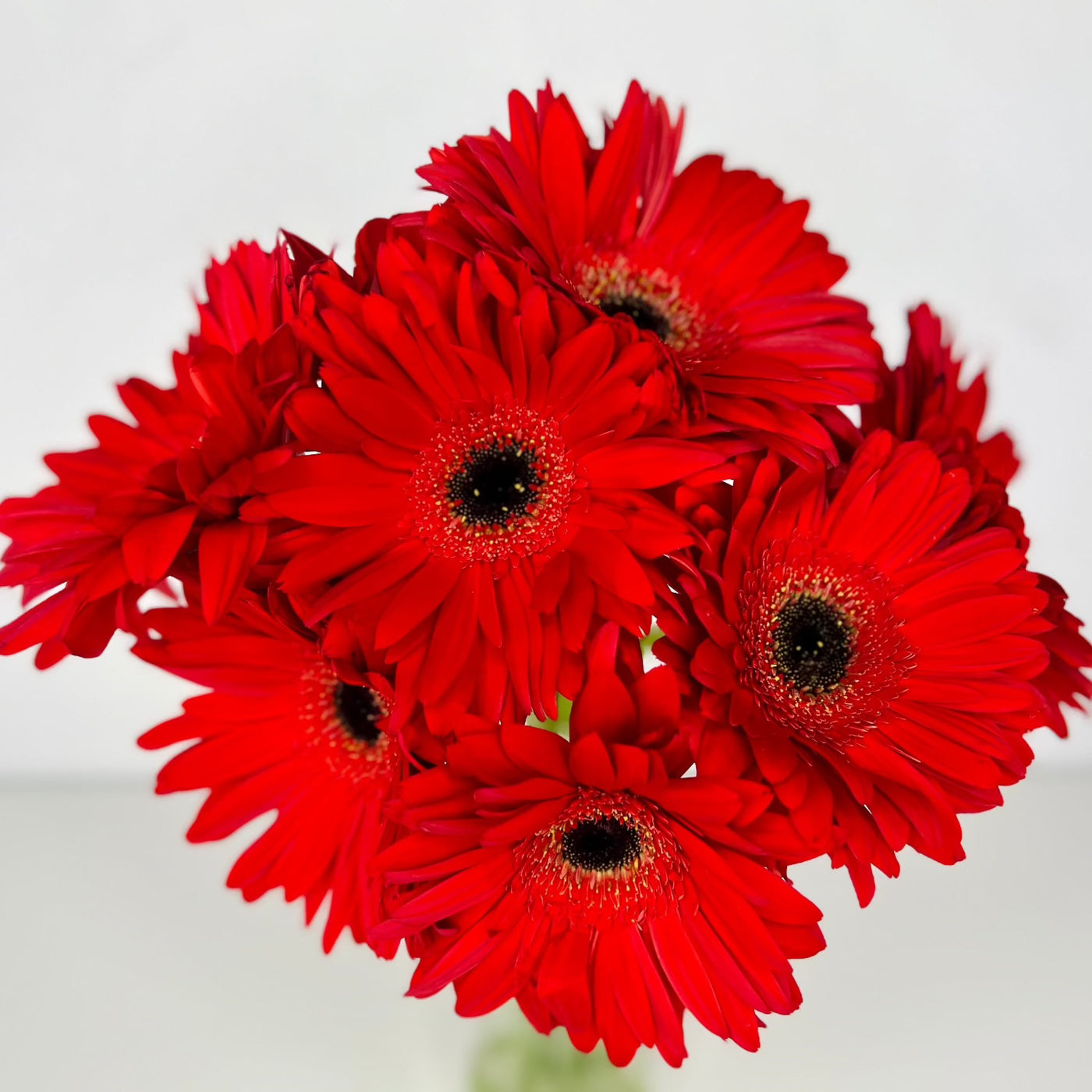 Gerbera Roja - Persa Flores
