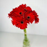 Gerbera roja - Persa Flores