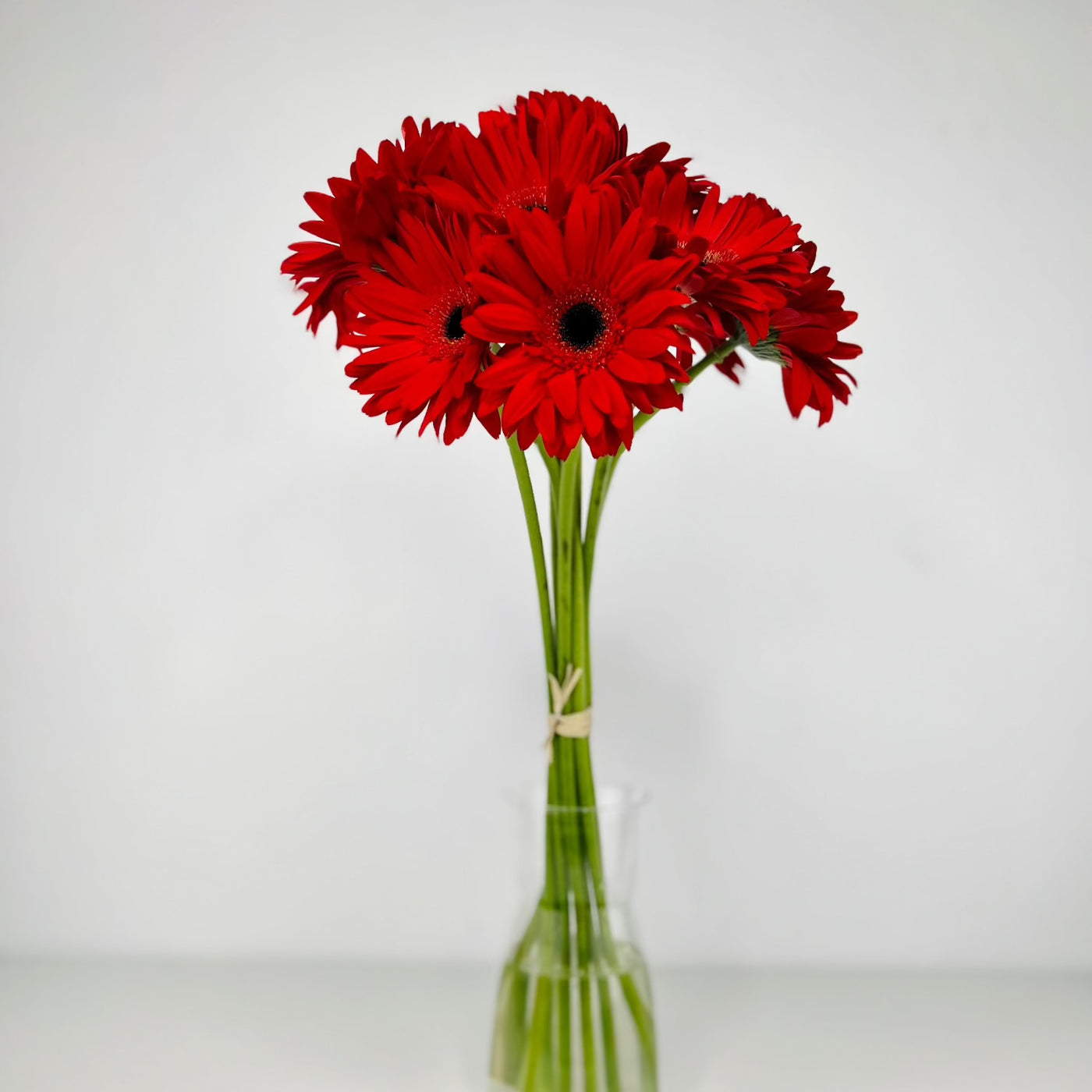 Gerbera roja - Persa Flores
