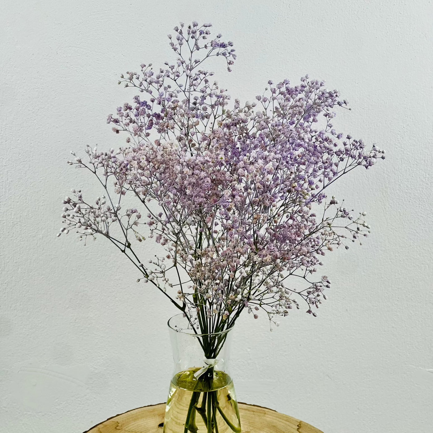 Paniculata lavanda