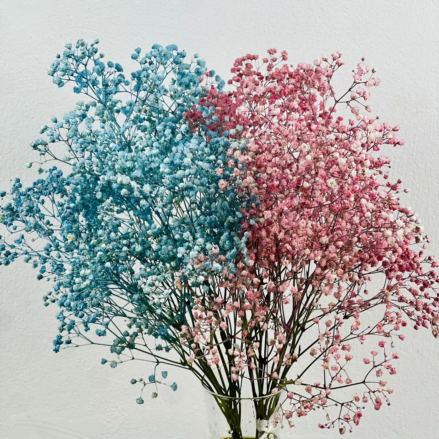 Paniculata azul y rosa