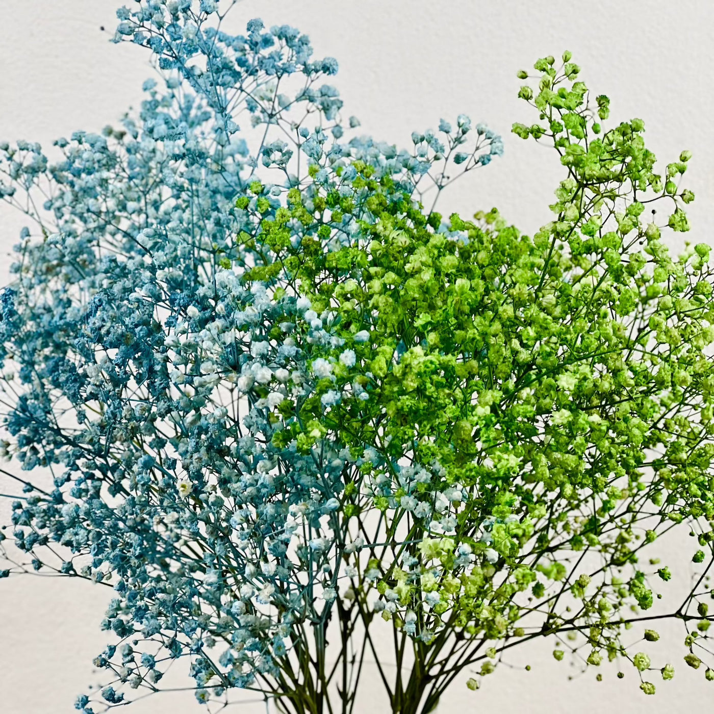 Paniculata azul y verde