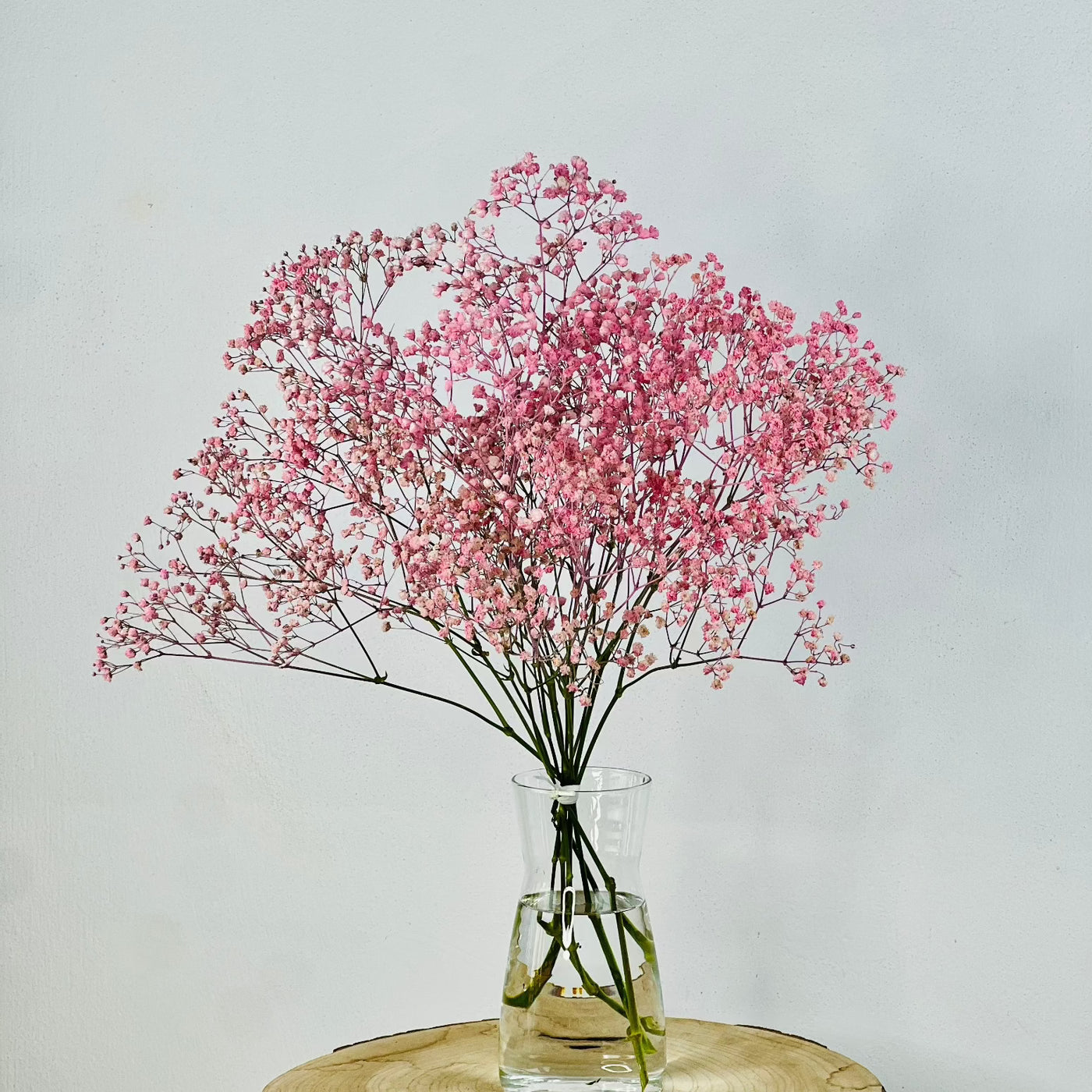 Paniculata | Ramo de paniculata – Persa Flores