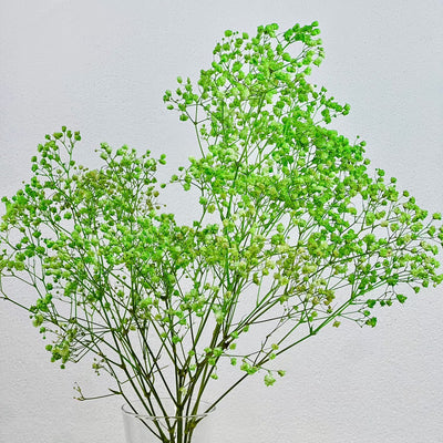 Paniculata verde
