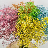 Ramo paniculata colores 1