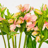 Alstroemeria Rosa - Encanto Sutil y Duradero - Persa Flores