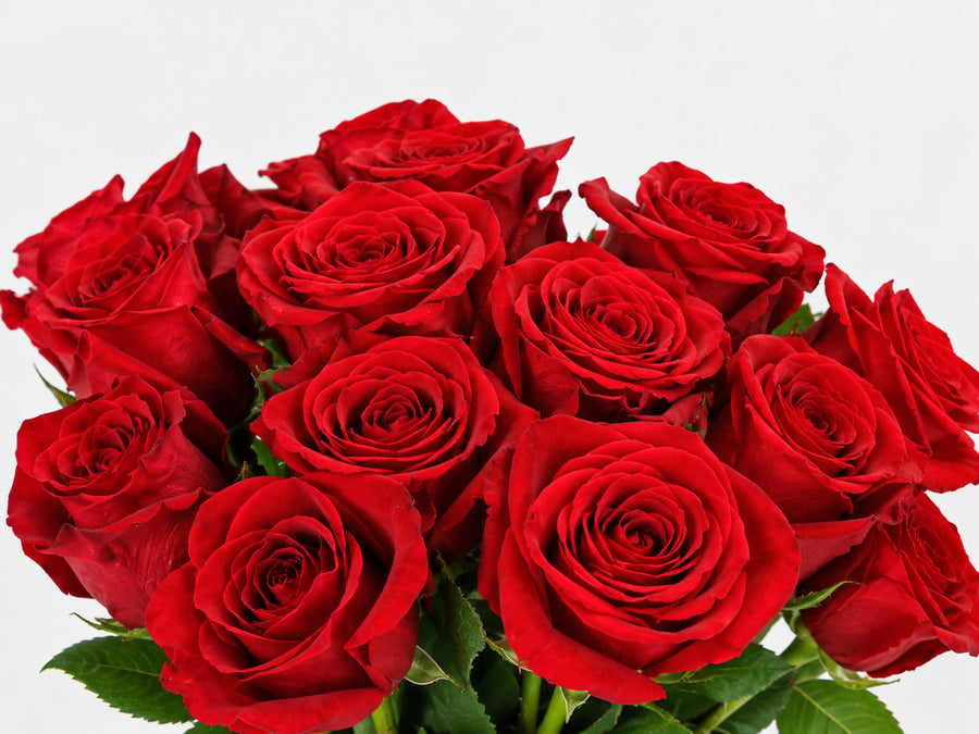 Primer plano de rosas rojas con pétalos naturales sobre fondo neutro.