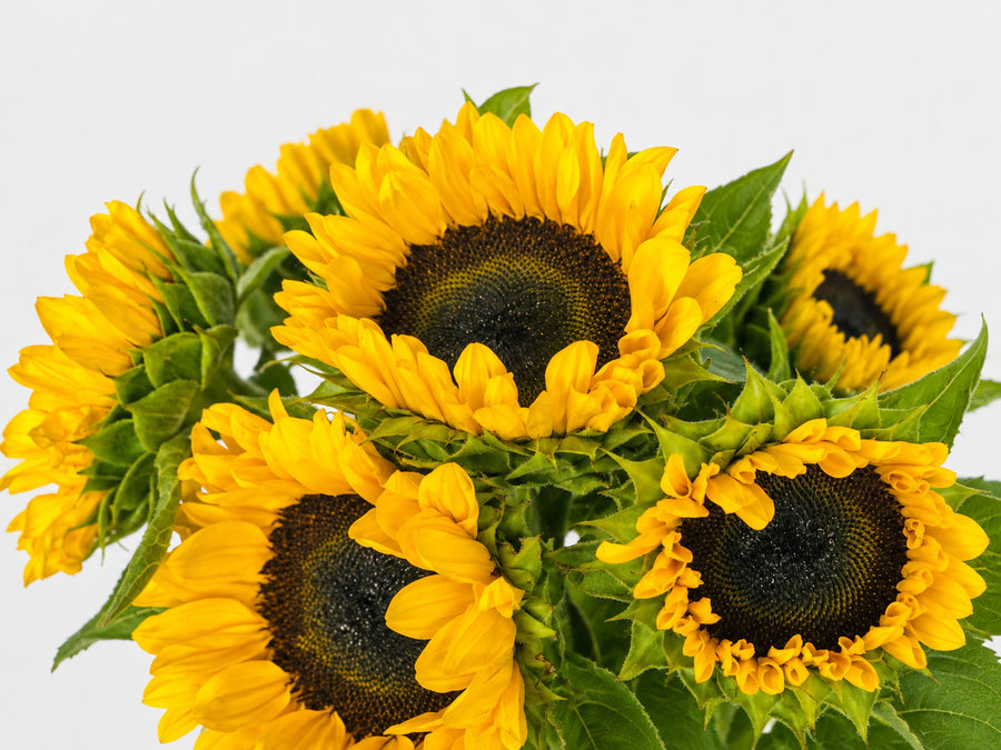 Primer plano de girasoles amarillos con centros oscuros y hojas verdes sobre fondo neutro.